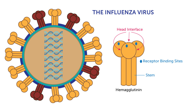 Hidden Part Of Flu Virus Yields Hope For Better Vaccines - Boston ...