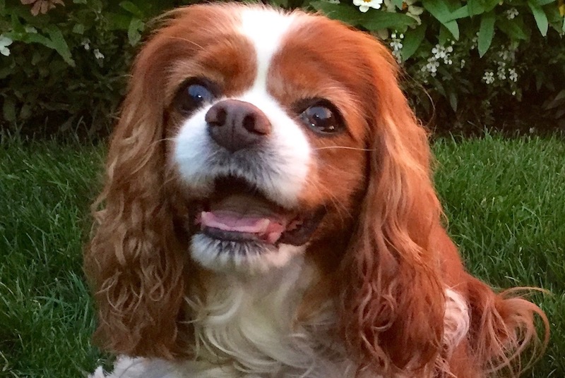 Sophie, a Pawprints therapy dog, poses in her yard