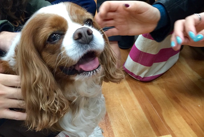 Sophie, a Pawprints therapy dog, interacts with staff at the hospital.