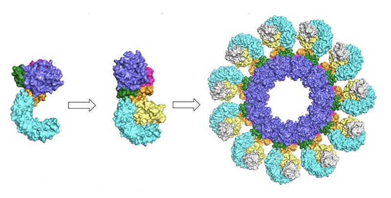 NLRP3 structure