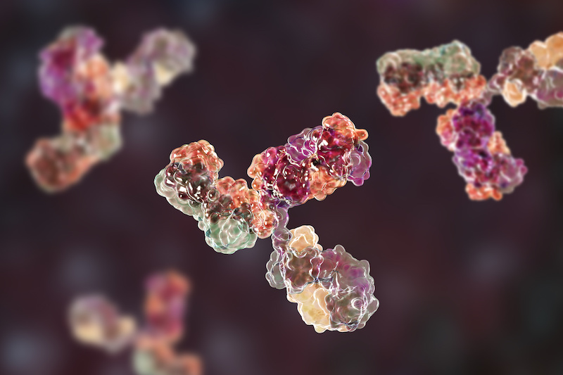 B cells exploit chromatin loops to provide antibody diversity