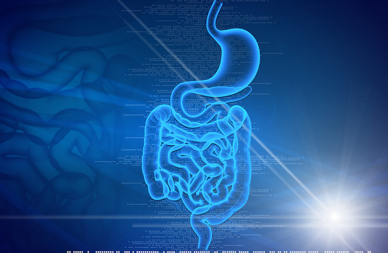 A drawing of the digestive tract