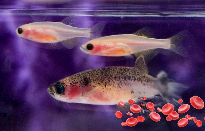 zebrafish help discover drug for Diamond Blackfan anemia