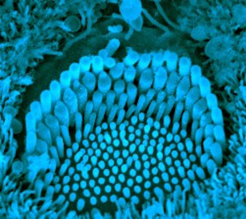 A mechanosensory hair bundle in the cochlea.
