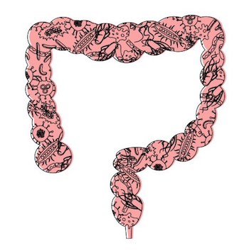 intestinal microbiota concept