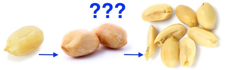 One peanut, two peanuts, eight peanuts