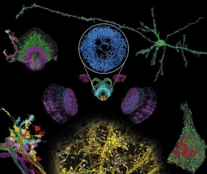 brain imaging