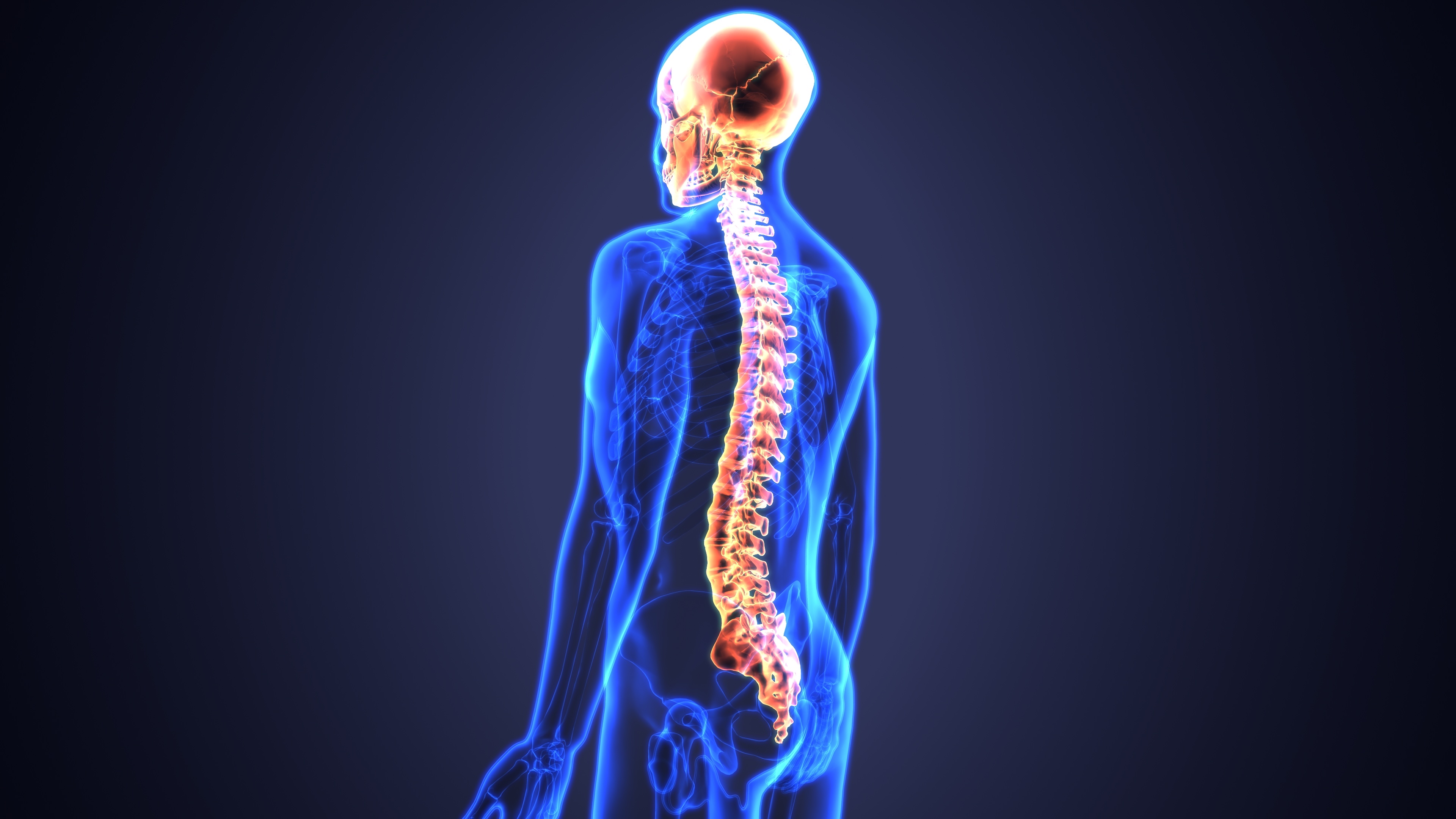 What Is The Spinal Cord Mostly Made Of