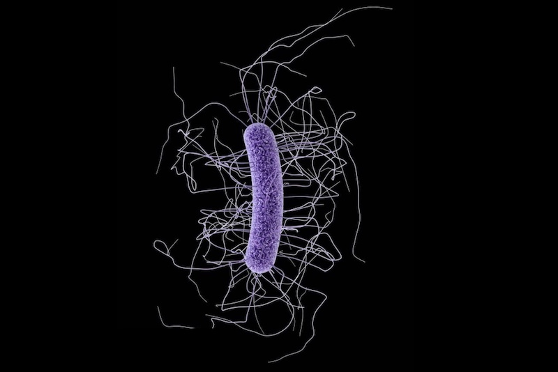 How C. Difficile Toxin A Slips Into Intestinal Cells - Boston Children ...