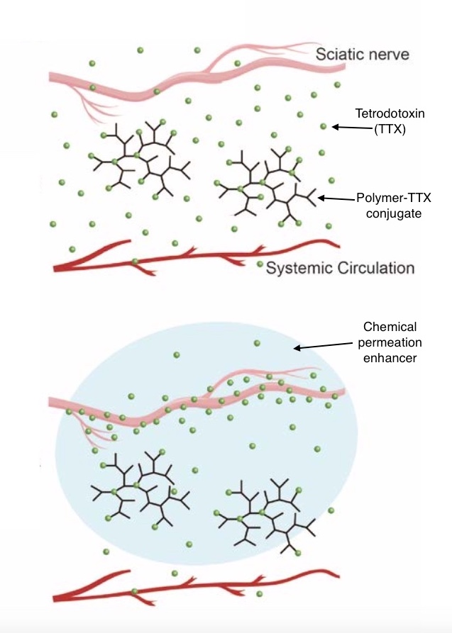 tetrodotoxin pain blocking action