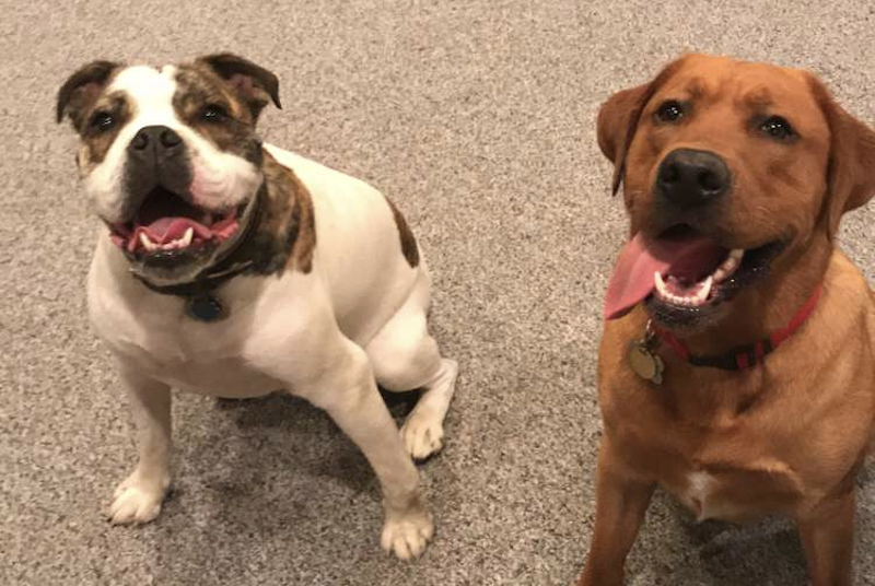 dog bite prevention: dogs looking happy