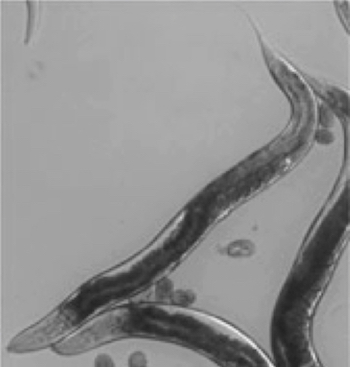c elegans epigenetics