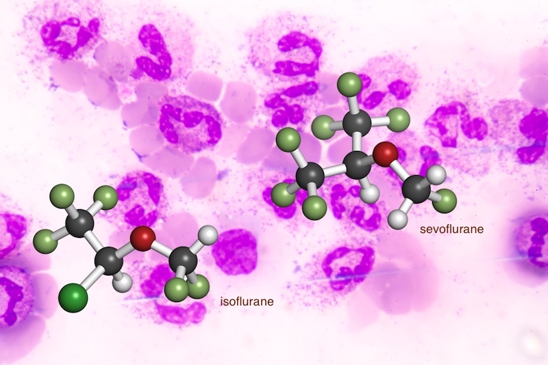 sevoflurane and isoflurane anesthesia have differing effects on neutrophils