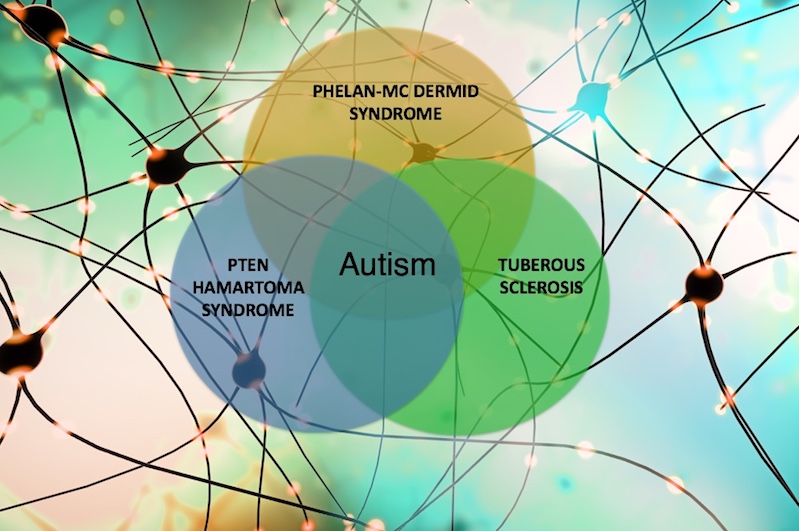 developmental synaptopathies concept