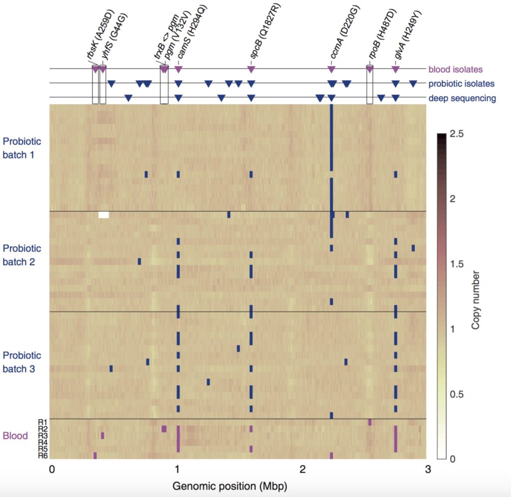 Mutations in probiotic and blood bacteria