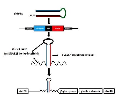 sickle cell gene therapy vector