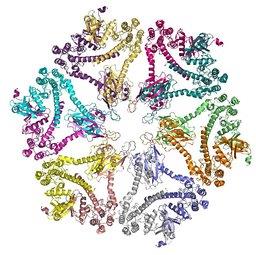 CaMKII molecule