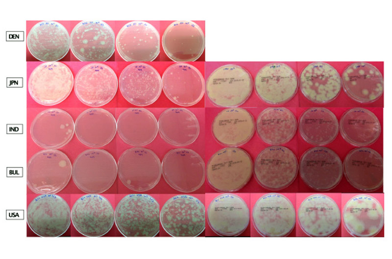Photo of growth cultures of 5 formulations of BCG TB vaccines
