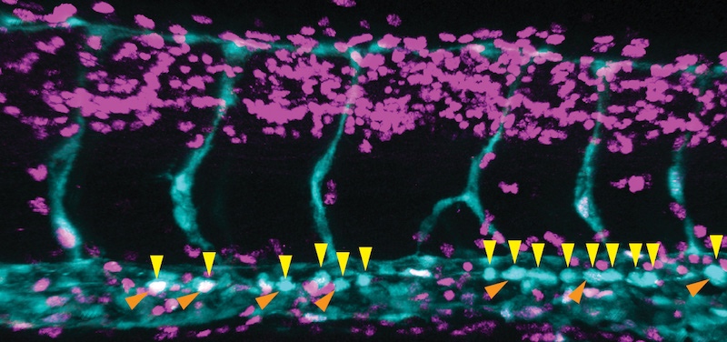Blood stem and progenitor cells budding from embryonic aorta