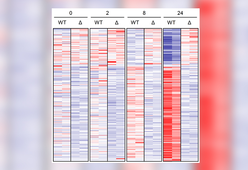 heatmap of T-regulatory cells transcriptome in wild type mice and TsAd mutated mice