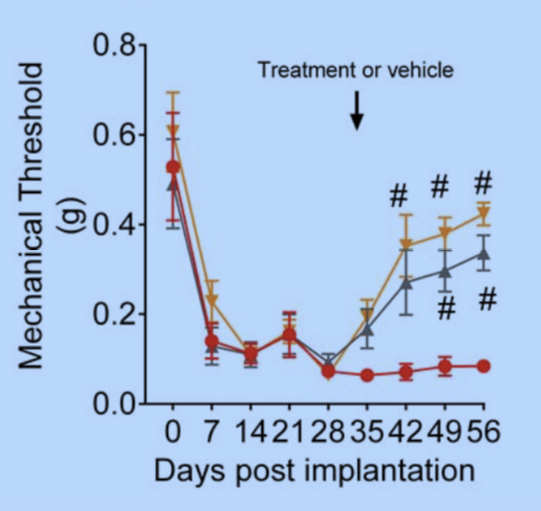 graph showing improved pain tolerance following treatment with letrazole or danazol in endometriosis mice