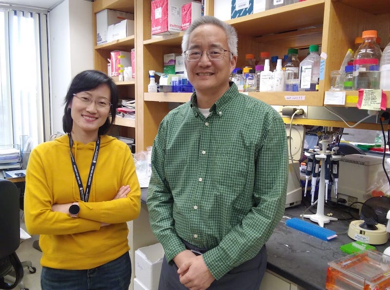 Barth syndrome researchers Suya Wang and William Pu at Boston Children's Hospital