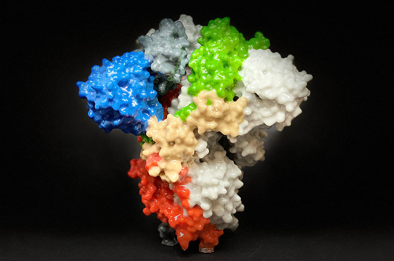 coronavirus spike antigen 3D model