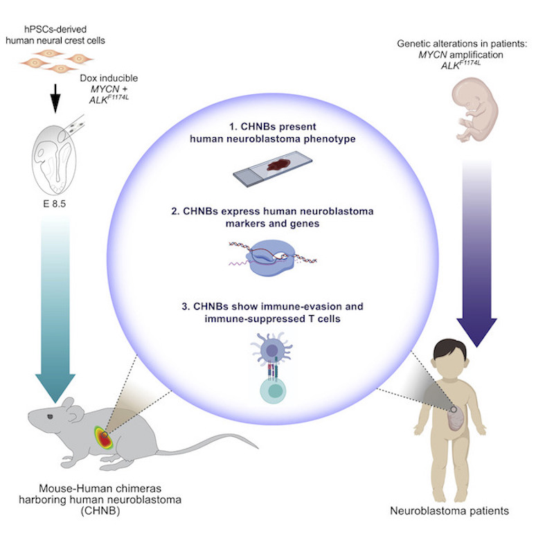 neuroblastoma chimera research graphic
