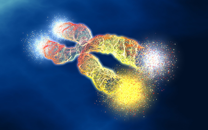 A chromosome with shortened telomeres.
