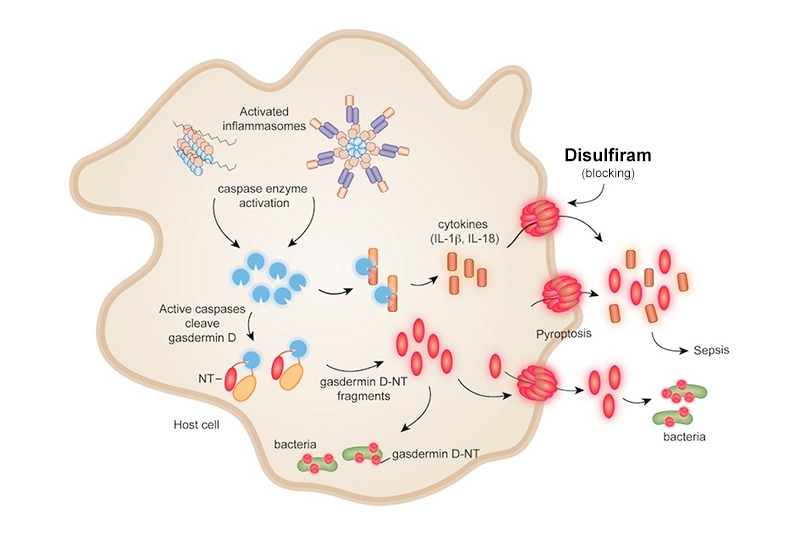 Disulfiram schematic blocking gasdermin D pore formation