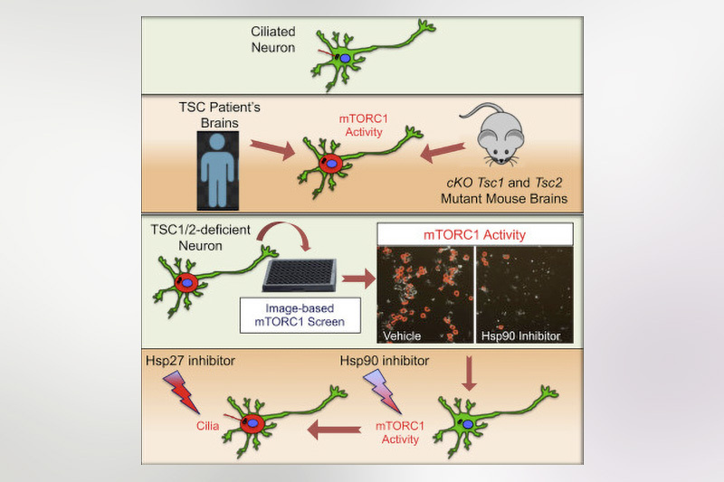 TSC heat shock protein graphic abstr
act