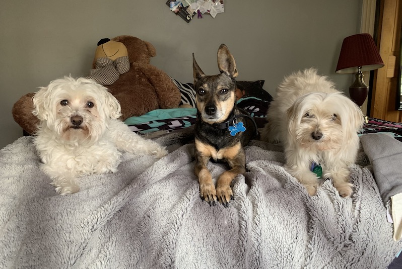 Three small dogs on a bed