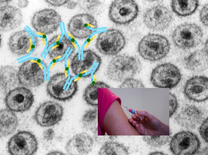 antibodies and HIV vaccine concept