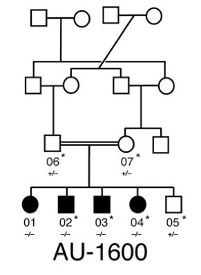 a genetic pedigree for a family with autism