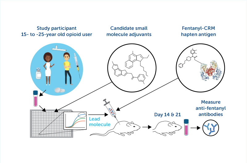 graphic showing opioid vaccine development steps.