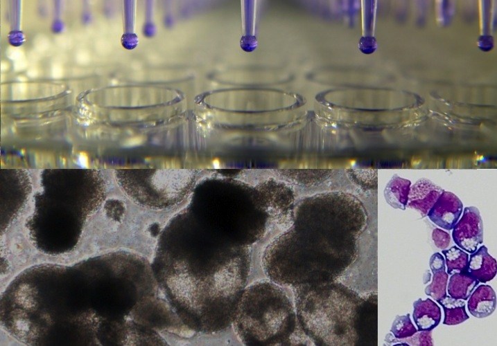 hematopoetic progenitor cells and red blood cells