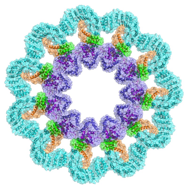 inflammasome