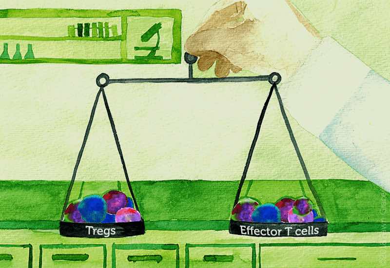 T regulatory cells versus effector T cells concept