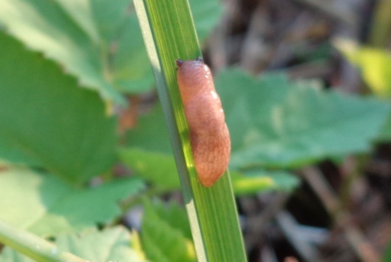 The dusky arion slug, whose secretions inspired a new surgical adhesive
