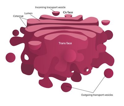 the Golgi apparatus