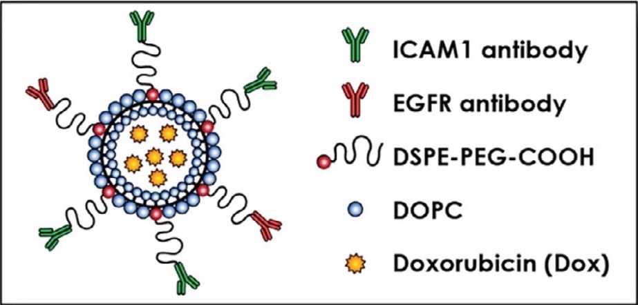 liposome schematic