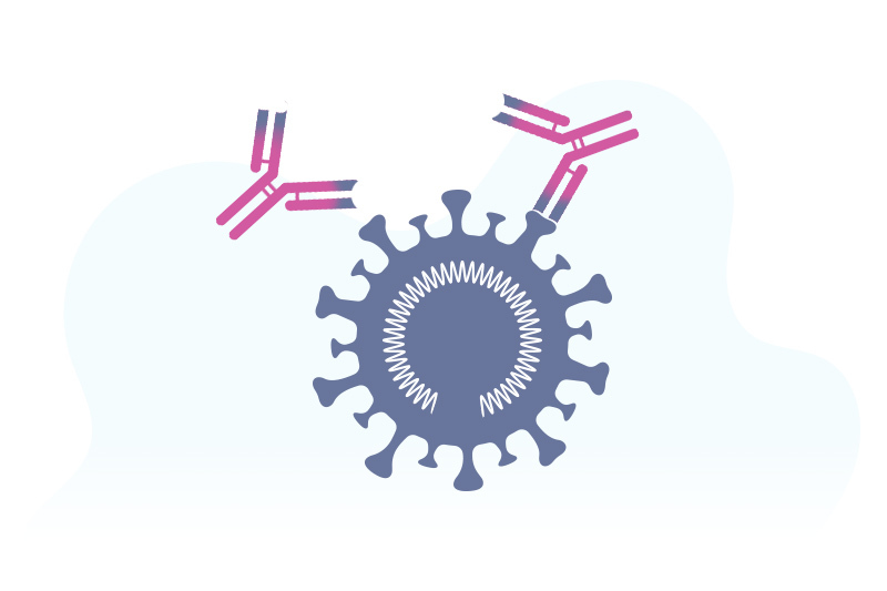 COVID-19 vaccines trigger the immune system to attack the spike proteins on the surface of the virus.