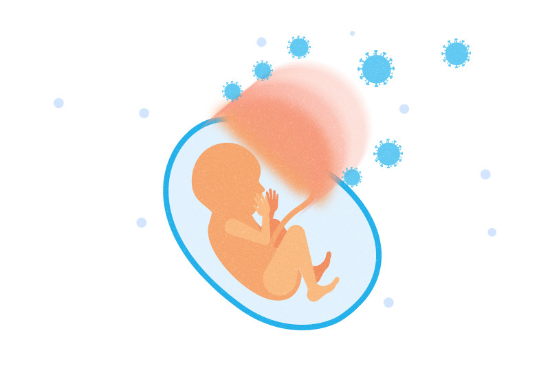placenta covid-19 concept