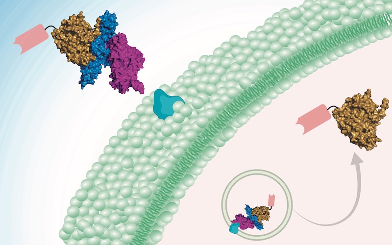 botulism treatment