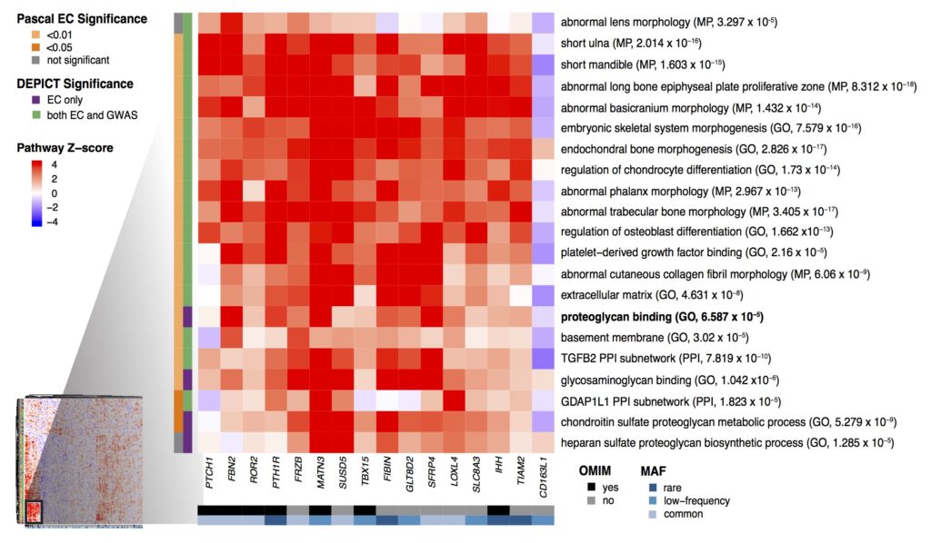 A heat map of height-associated genes.