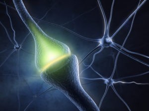 a synapse